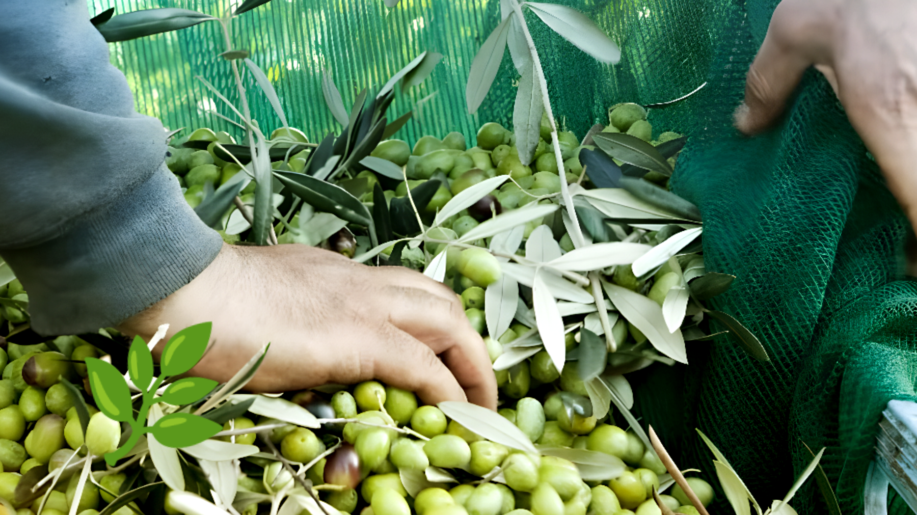 I segreti celati dietro la raccolta dei frutti dell’ulivo: scopri i vari metodi